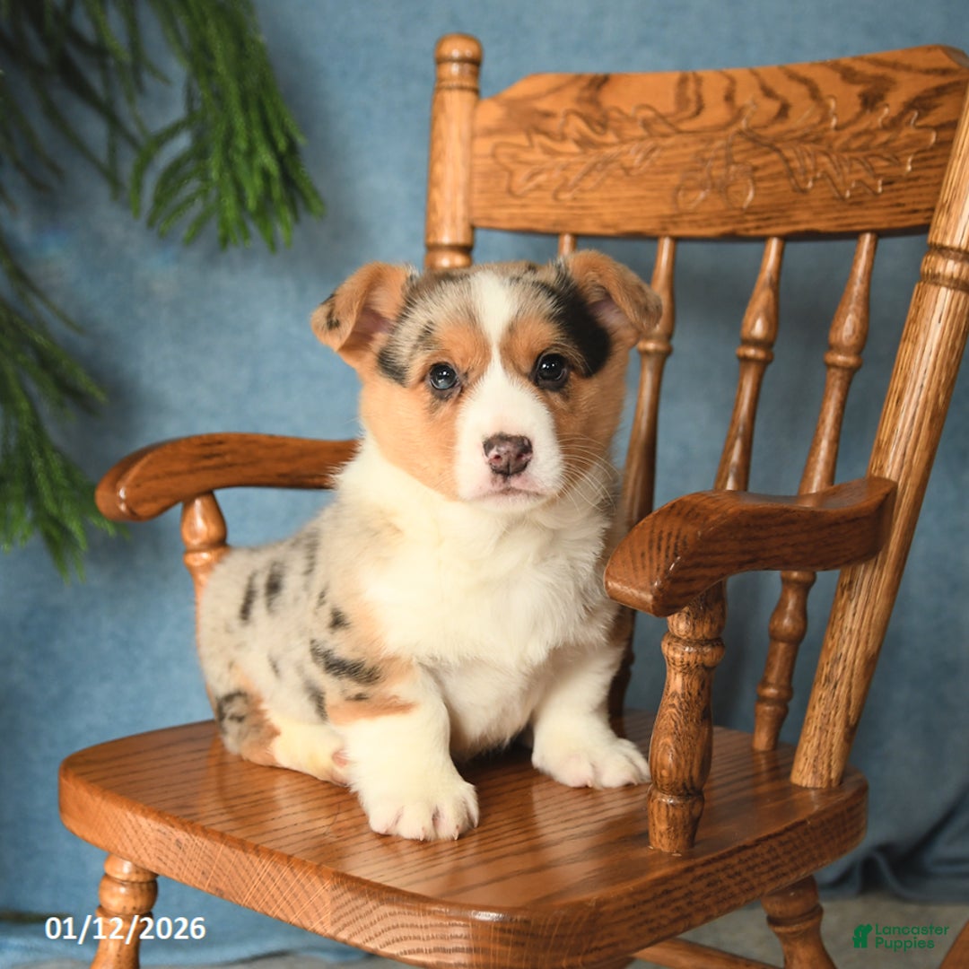Welsh Corgi Pembroke dogs for sale: Jack  - Ad 2