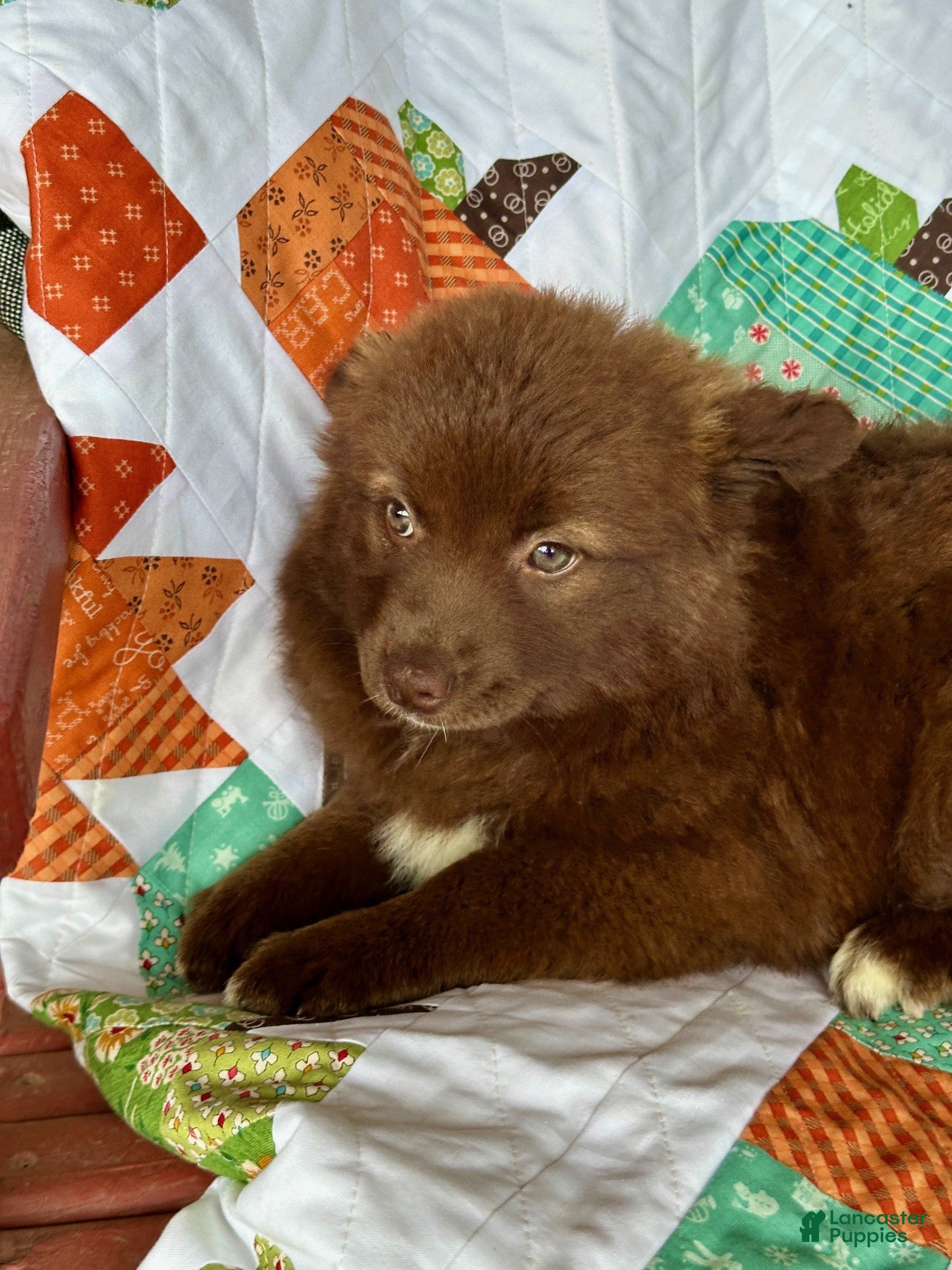 Pomsky dogs for sale: Chief - Ad 2