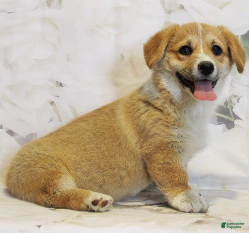Welsh Corgi Pembroke dogs Daisy - Ad 2