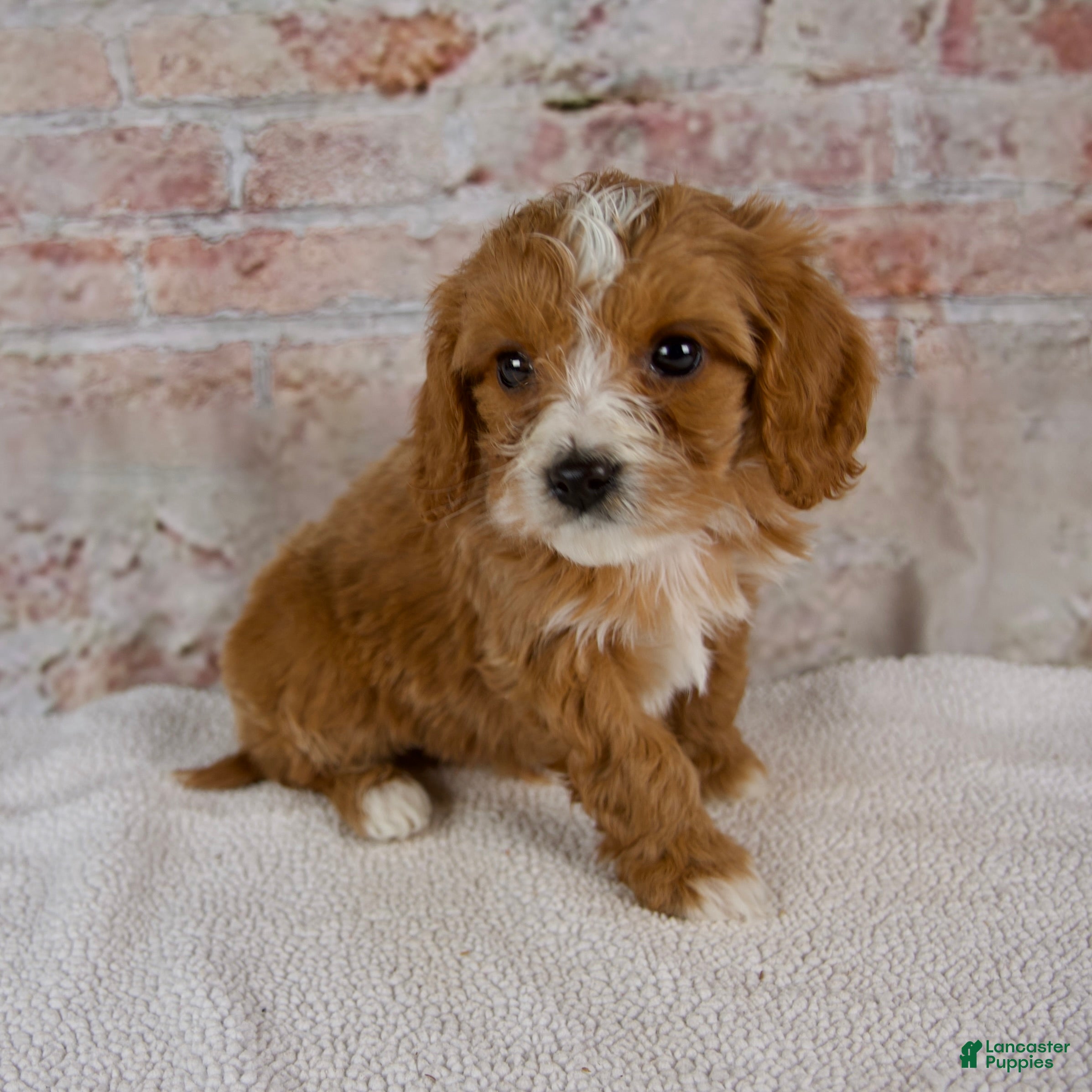 Cavapoo dogs Hudson - Ad 2