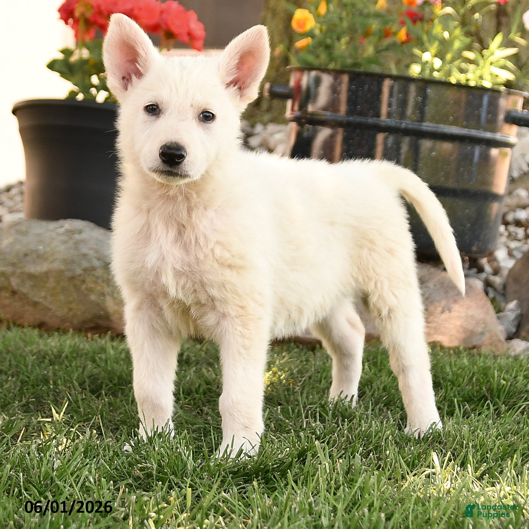 German Shepherd dogs Sandra - Ad 2