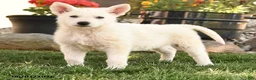 German Shepherd dogs for sale: Sandra - Ad 2