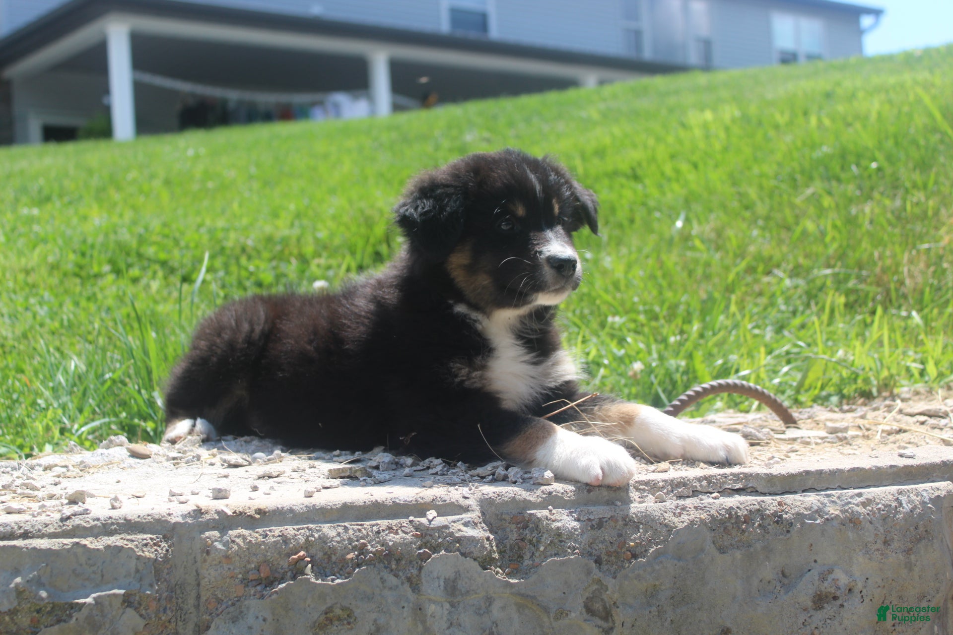 Australian Shepherd dogs Panda - Ad 2