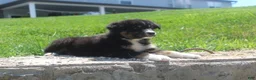 Australian Shepherd dogs for sale: Panda - Ad 2