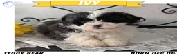 Teddy Bear dogs for sale: Ivy - Ad 1