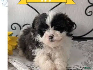 Teddy Bear dogs Ivy - Ad 25