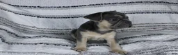 French Bulldog dogs for sale: Dennis - Ad 2