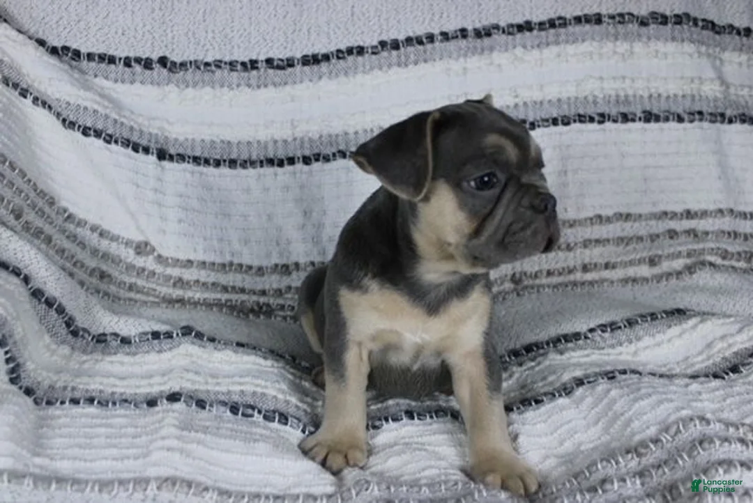 French Bulldog dogs for sale: Dennis - Ad 2
