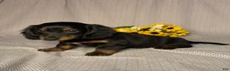 Dachshund dogs for sale: Kara - Ad 2