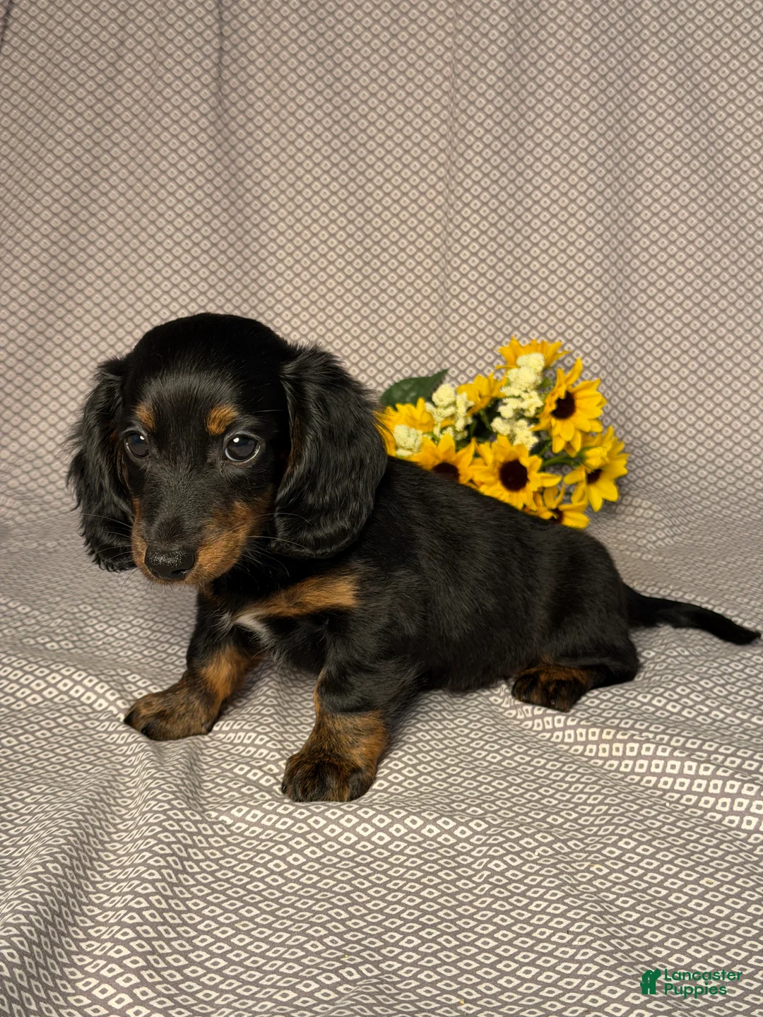 Dachshund dogs for sale: Kara - Ad 2