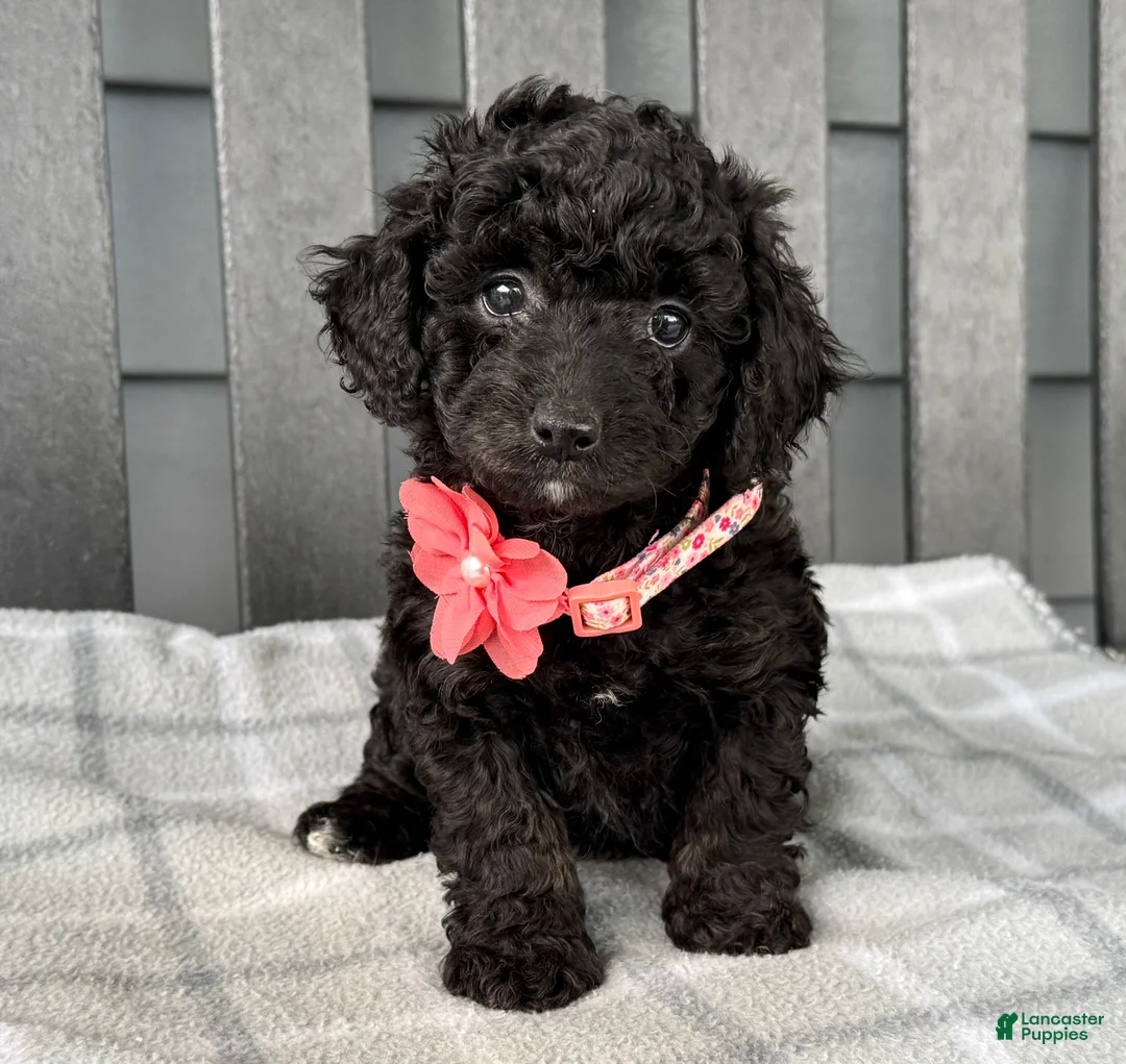 Cockapoo dogs for sale: Oakley  - Ad 1