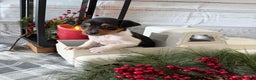 Toy Fox Terrier dogs for sale: Tubby - Ad 6