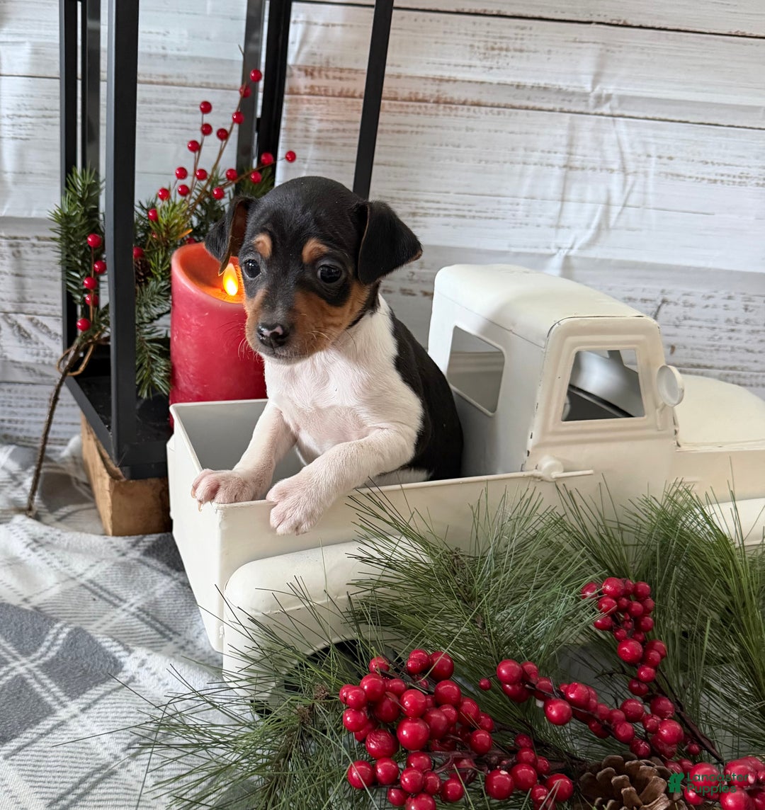 Toy Fox Terrier dogs for sale: Tubby - Ad 6