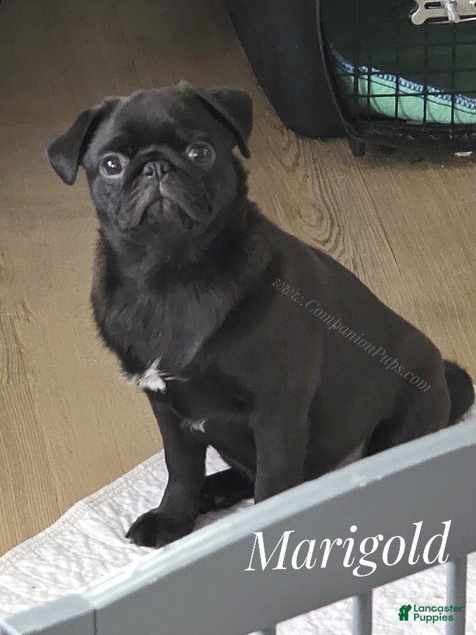 Pug dogs Ready for Family Fun - Vax Done - Marigold - Ad 2