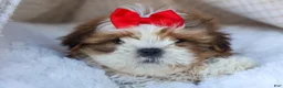 Shih Tzu dogs for sale: SAMMY - Ad 14