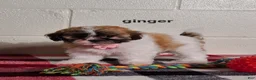 Teddy Bear dogs for sale: Ginger  - Ad 5