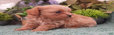 Ginger #1 Female