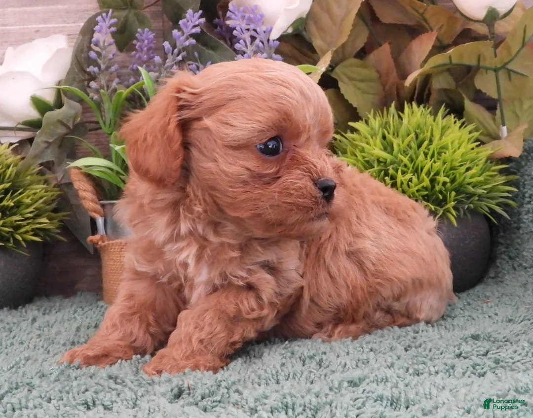 Cavapoo dogs for sale: Ginger #1 Female - Ad 1