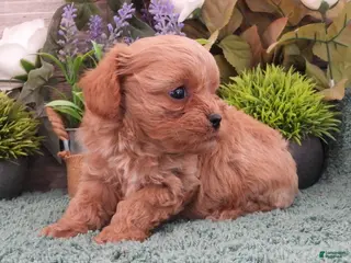 Cavapoo dogs Ginger #1 Female - Ad 24