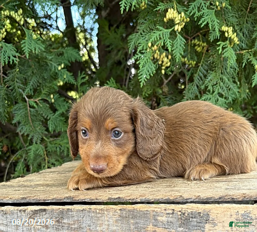 Dachshund dogs for sale: Calihan - Ad 2