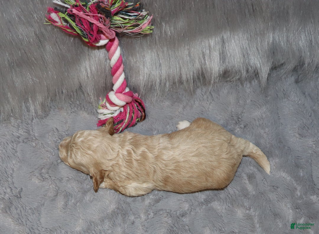 Havapoo dogs for sale: Annabelle Toy/M.👨‍👨‍👦‍👦💞🐕 - Ad 24