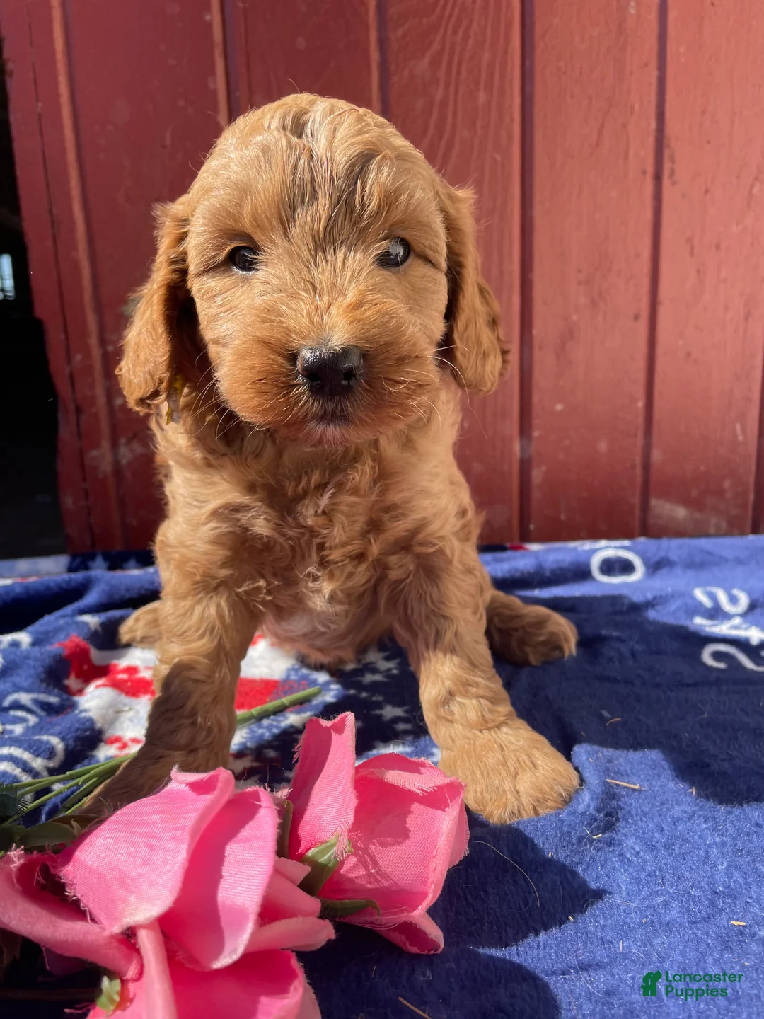 Mini Goldendoodle dogs for sale: Biscuit - Ad 2