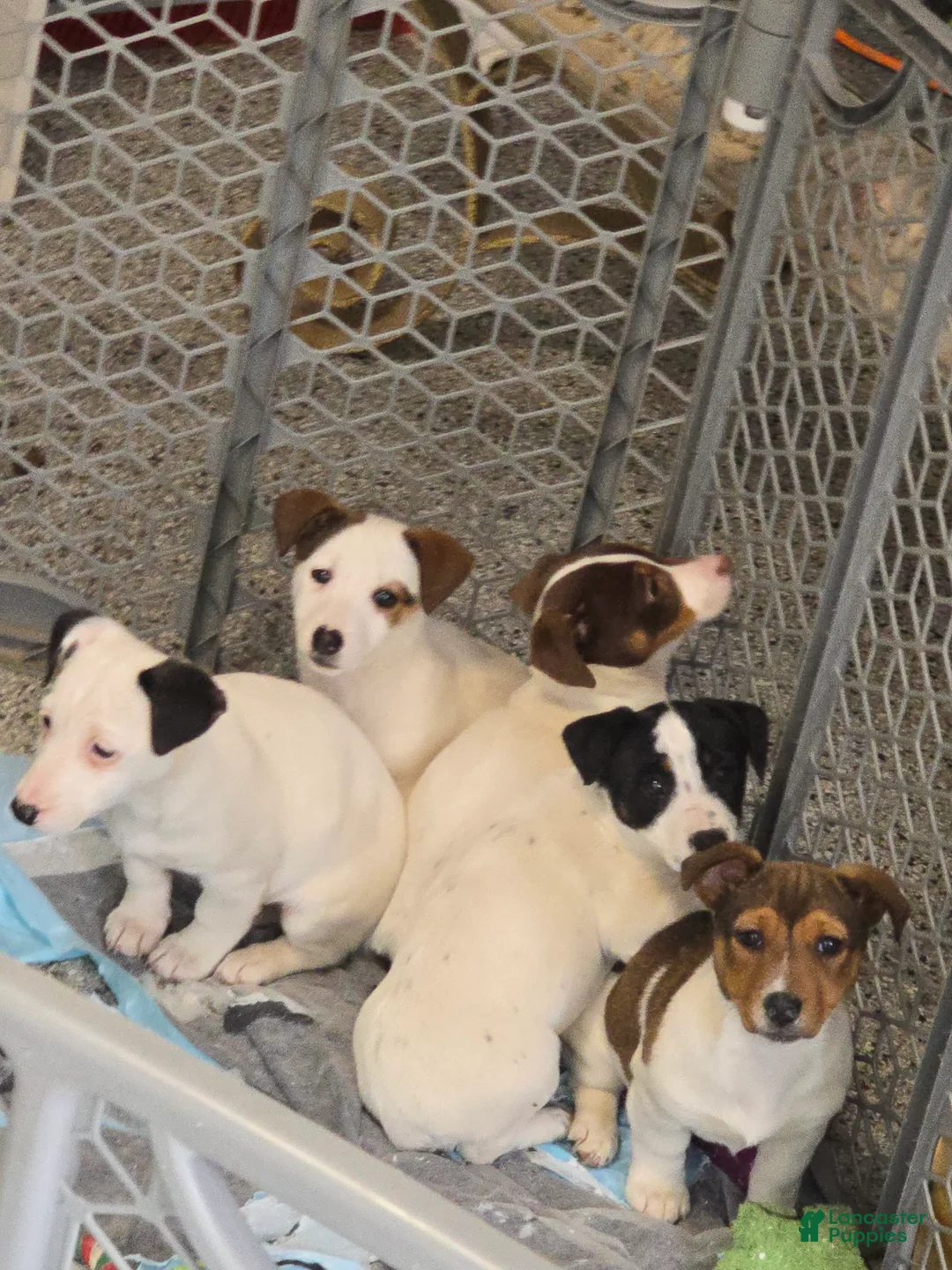 Jack Russell Terrier dogs for sale: Jack Russell Terrier Puppy 1 - Ad 1