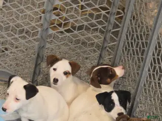 Jack Russell Terrier dogs for sale: Jack Russell Terrier Puppy 1 - Ad 1