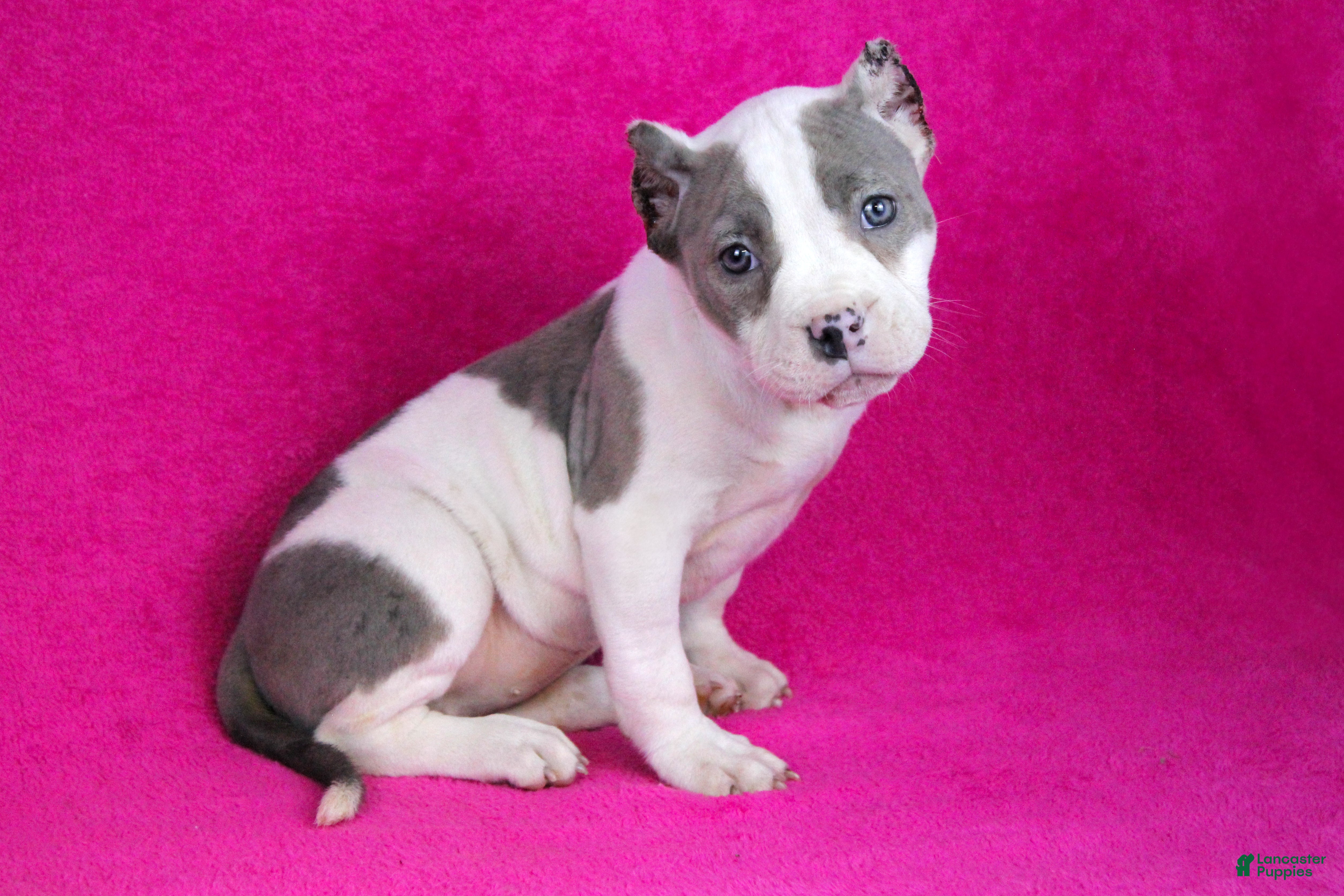 American Bully dogs Piebald Blue Merle Female - Ad 1