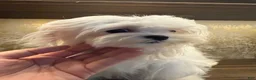 Maltese dogs for sale: Maltese 1 - Ad 10