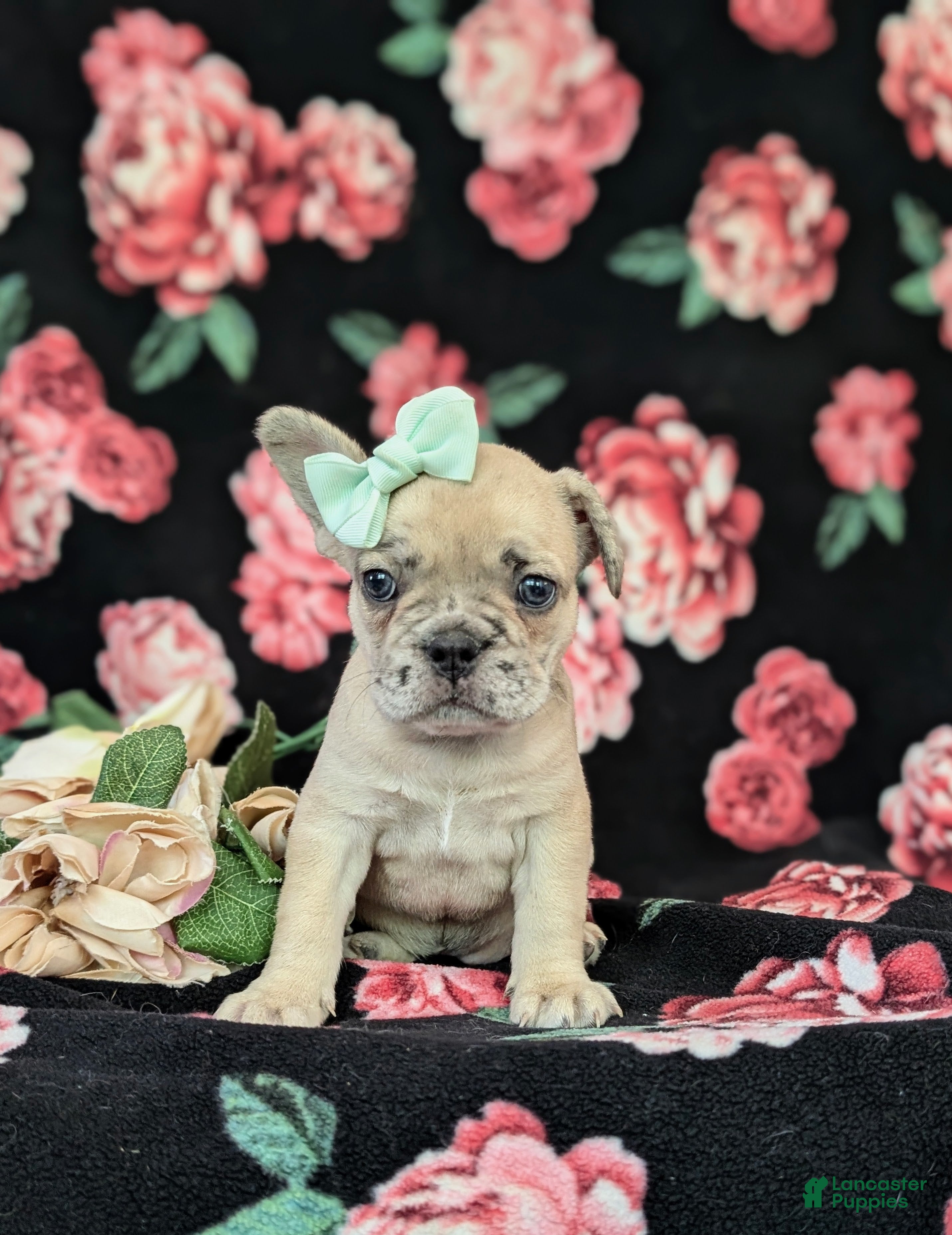 French Bulldog dogs Reba - Ad 2