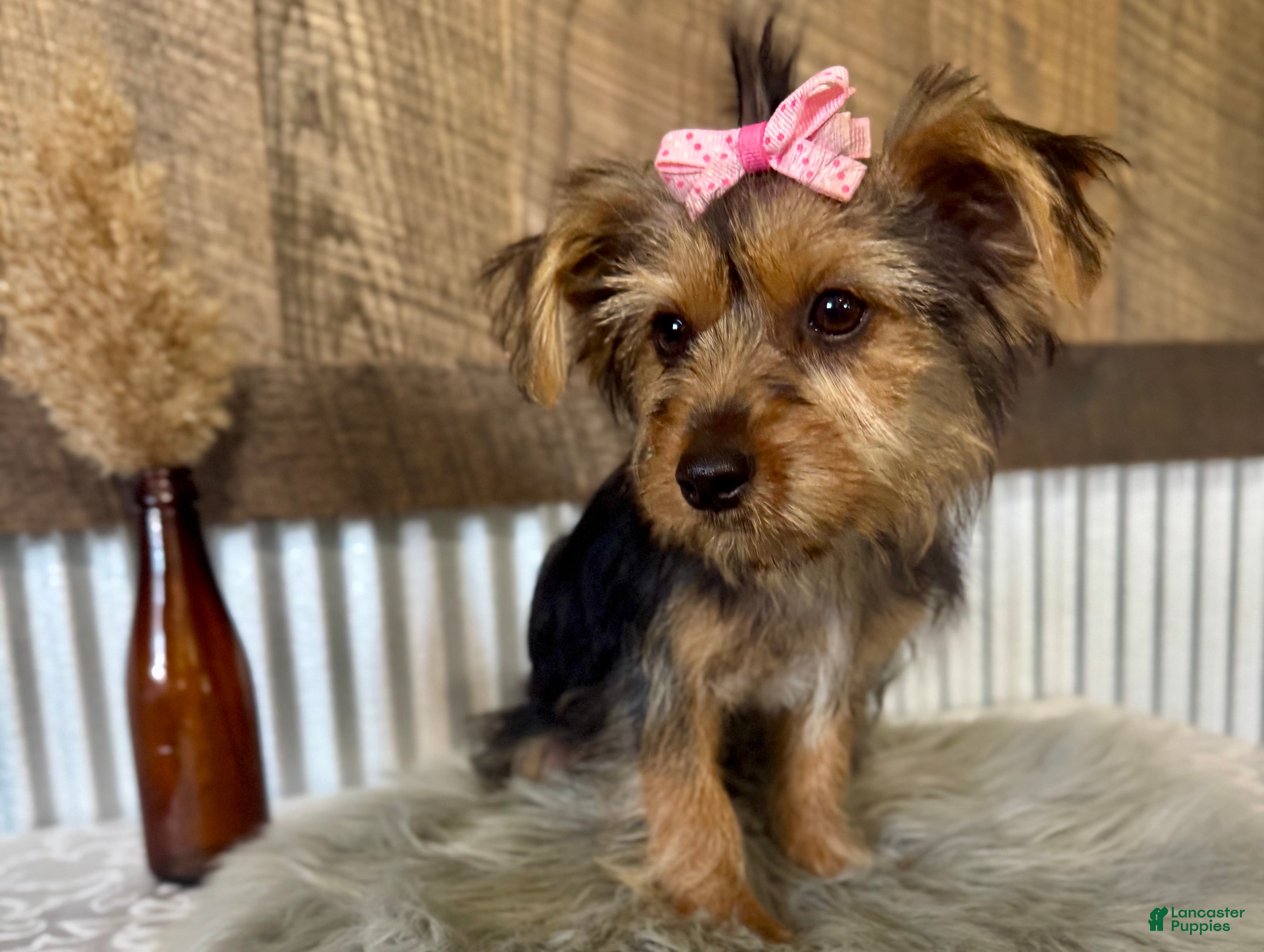 Yorkshire Terrier dogs Gabby - Ad 1