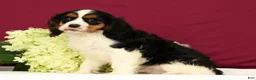Cavalier King Charles Spaniel dogs for sale: Graham - Ad 3