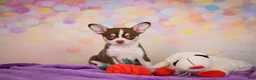 Chihuahua dogs for sale: Gideon - Ad 9