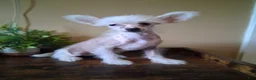 Chinese Crested dogs for sale: Pixie - Ad 2