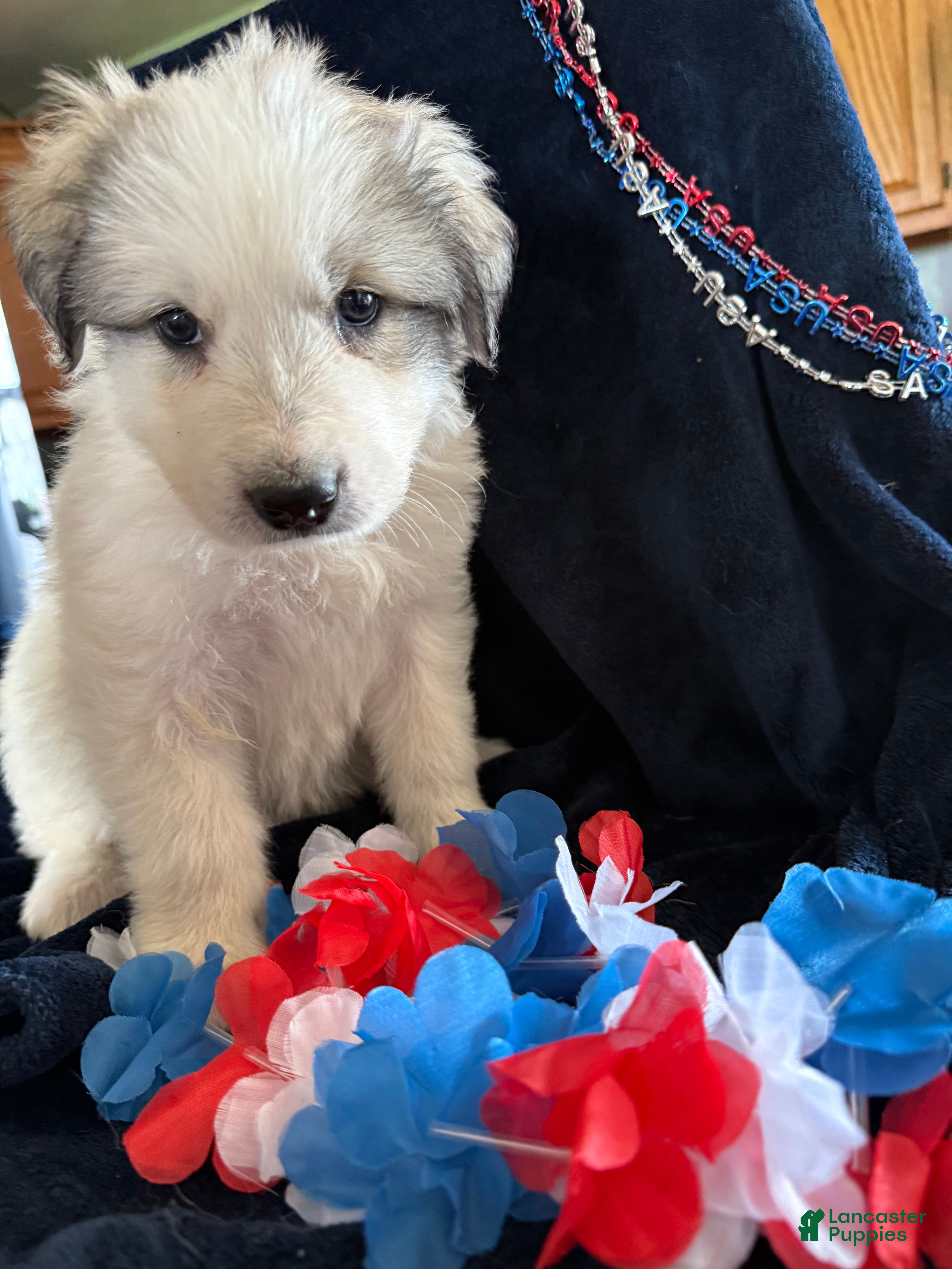 Great Pyrenees dogs Sam - Ad 11