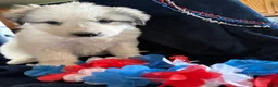 Great Pyrenees dogs for sale: Sam - Ad 1