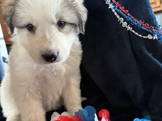 Great Pyrenees dogs Sam - Ad 11