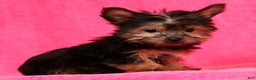 Yorkshire Terrier dogs for sale: Buddy - Ad 3