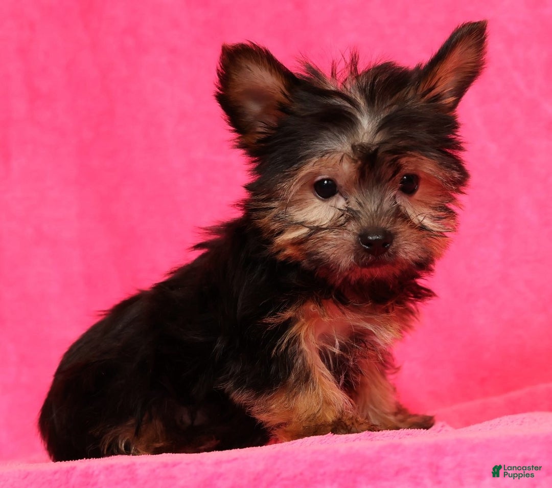 Yorkshire Terrier dogs for sale: Buddy - Ad 3