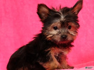 Yorkshire Terrier dogs Buddy - Ad 17