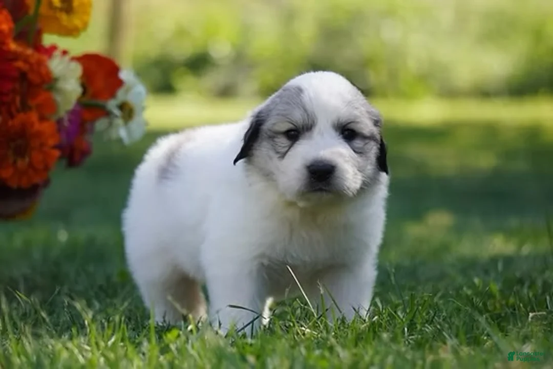 Great Pyrenees dogs for sale: AKC Nova - Ad 2