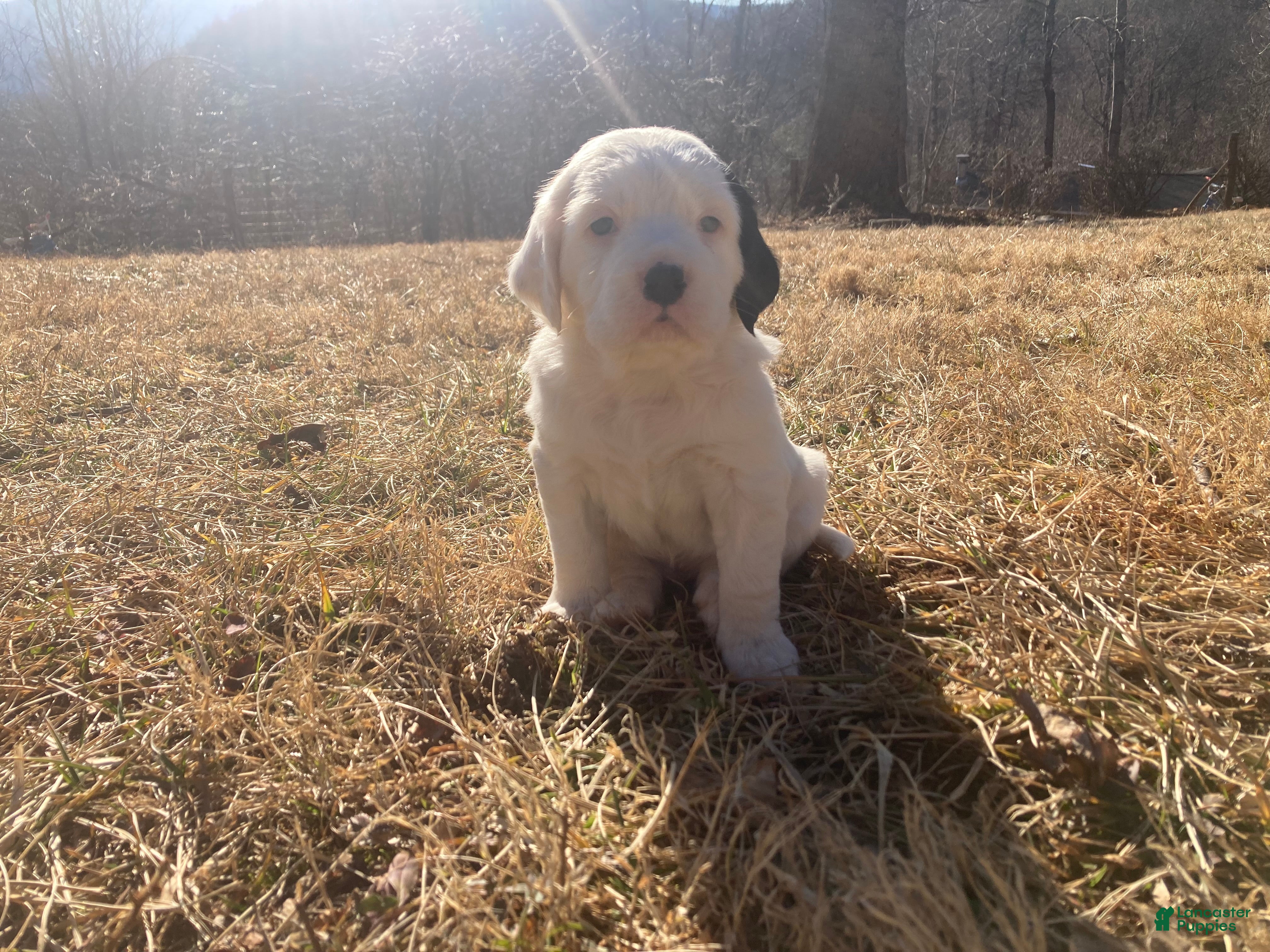 English Setter dogs Dilly - Ad 2