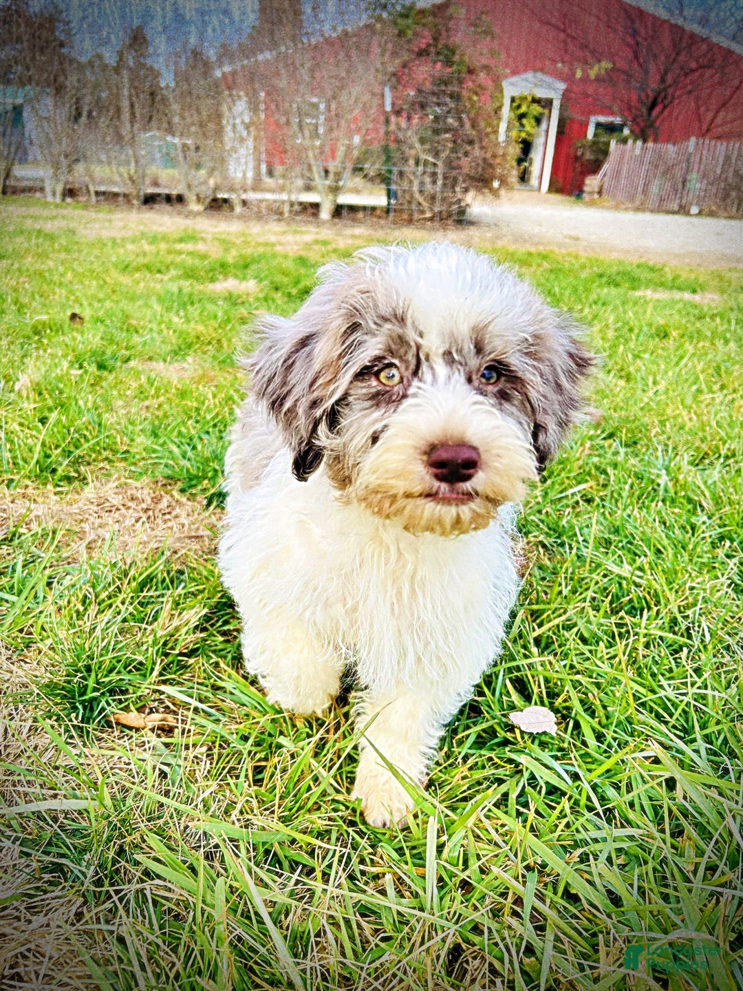 Havapoo dogs for sale: Pixie - Ad 5