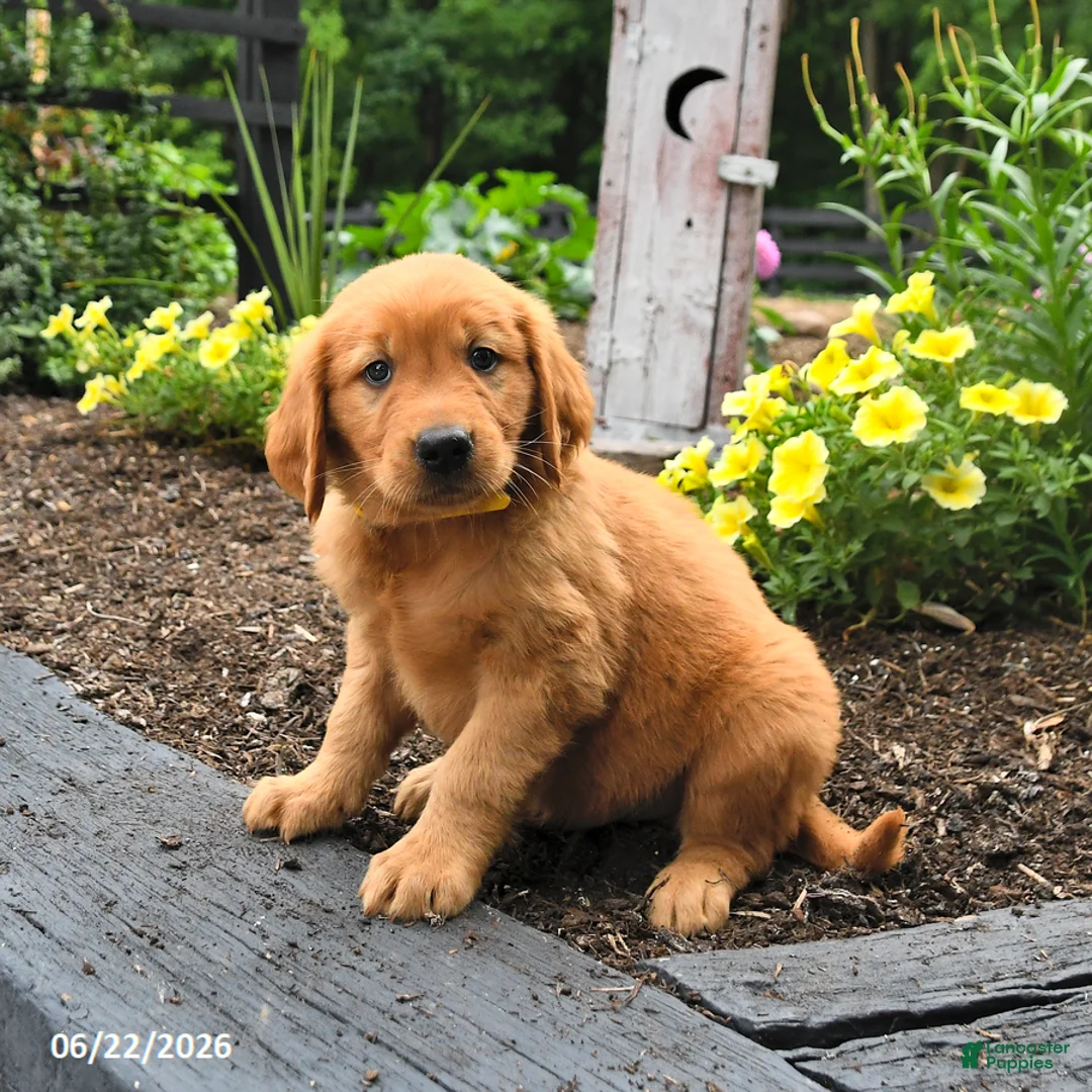 Golden Retriever dogs for sale: Randy - Ad 3
