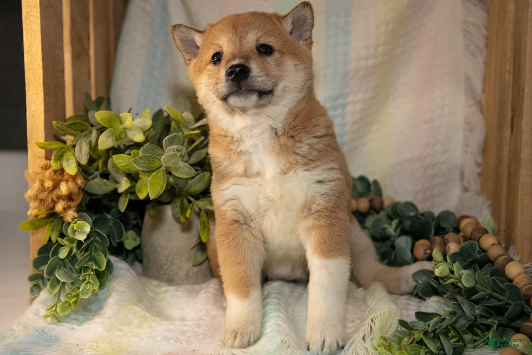 Shiba Inu dogs for sale: Flo - Ad 3