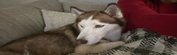 Siberian Husky dogs for sale: Snickerdoodle - Ad 4