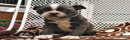 Boston Terrier dogs for sale: Milo - Ad 3