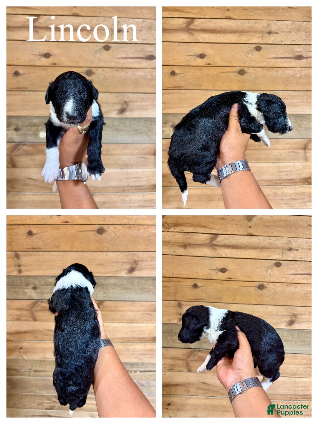 Mixed Breed dogs Lincoln  - Ad 2