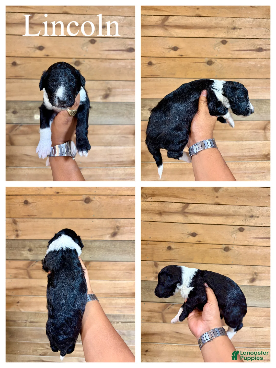 Mixed Breed dogs for sale: Lincoln  - Ad 2